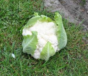 Капуста цветная Клипер F1 2500 семян. (Clause) Капуста цветная Клипер F1 2500 семян. (Clause)