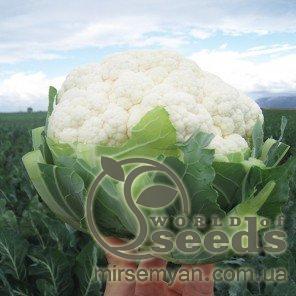 Капуста цветная Ардент F1 2500 семян. (Clause) Капуста цветная Ардент F1 2500 семян. (Clause)