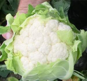 Капуста цветная Феррара F1 2500 семян. (Hazera)
