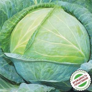 Капуста Кастелло F1 2500 семян.  (Hazera)