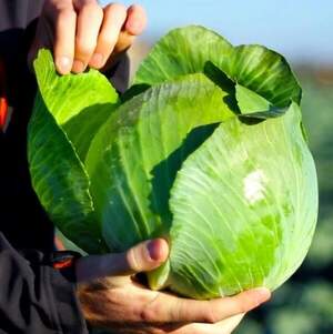 Капуста Золтан (калибр 1,75-2мм)  F1 2500 семян. (Hazera)