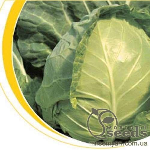 Капуста Магнус F1 (калибр) 2500 семян. (Hazera) Капуста Магнус F1 (калибр) 2500 семян. (Hazera)