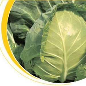 Капуста Магнус F1 (калибр) 2500 семян. (Hazera) Капуста Магнус F1 (калибр) 2500 семян. (Hazera)