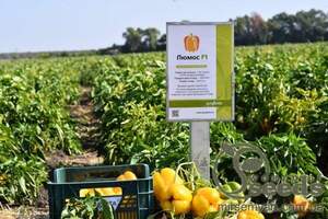 Перец Люмос 500 семян. (Syngenta) Перец Люмос 500 семян. (Syngenta)