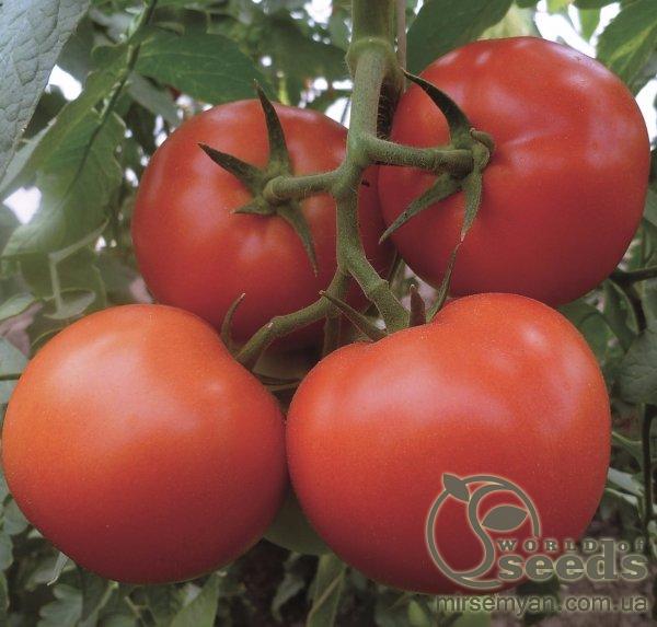 Помидоры Девонет F1 500 семян. (Syngenta)а Помидоры Девонет F1 500 семян. (Syngenta)а