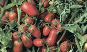 Помидоры Умекс F1 2500 семян. (Syngenta)