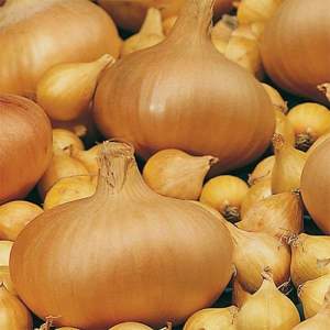 Лук севок озимый Штуттгартер Стенфилд/ Stuttgarter Stenfild 0.5 кг Netherlands