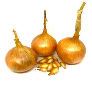 Лук севок озимый Стурон / Sturon, 0,5 кг Netherlands Лук севок озимый Стурон / Sturon, 0,5 кг Netherlands