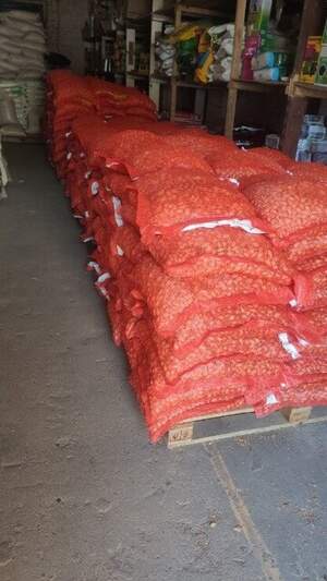 Лук севок озимый Стурон / Sturon, 0,5 кг Netherlands Лук севок озимый Стурон / Sturon, 0,5 кг Netherlands