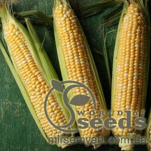 Кукуруза Камберленд сахарная 5000 семян. WoS Кукуруза Камберленд сахарная 5000 семян. WoS