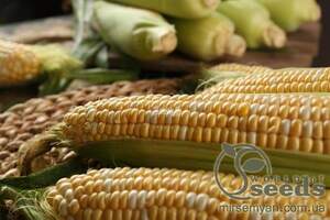 Кукуруза Ракель F1 5000 семян. (Clause) Кукуруза Ракель F1 5000 семян. (Clause)