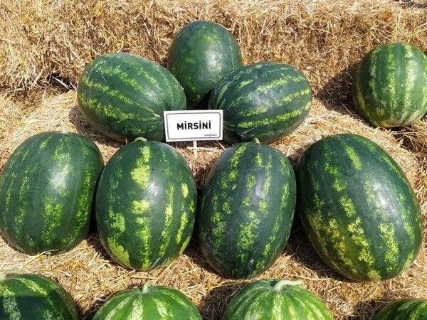 Арбуз Мирсины F1 1000 семян. (Syngenta) Арбуз Мирсины F1 1000 семян. (Syngenta)