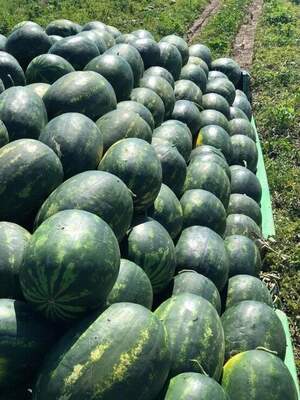 Арбуз Мирсины F1 1000 семян. (Syngenta) Арбуз Мирсины F1 1000 семян. (Syngenta)