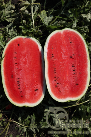 Арбуз Мирсины F1 1000 семян. (Syngenta) Арбуз Мирсины F1 1000 семян. (Syngenta)