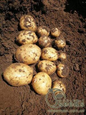 Картофель Орла (ультра ранняя) 5кг (1 репродукция) Нидерланды