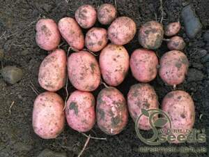 Картофель Кристина (ранняя) 5кг (1 репродукция) Нидерланды