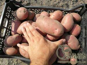 Картофель Кристина (ранняя) 5кг (1 репродукция) Нидерланды