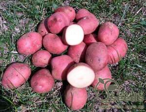 Картофель Кристина (ранняя) 5кг (1 репродукция) Нидерланды