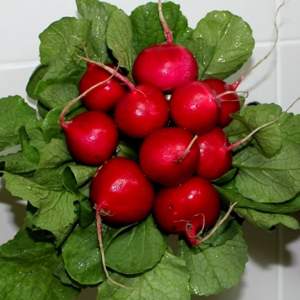 Редис Диего F1 25 000 семян.  (Hazera) Редис Диего F1 25 000 семян.  (Hazera)