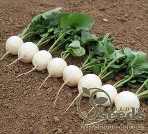 Редис Вайтелла F1 (фр. 3-3,2) 10 000 семян. (Hazera) Редис Вайтелла F1 (фр. 3-3,2) 10 000 семян. (Hazera)