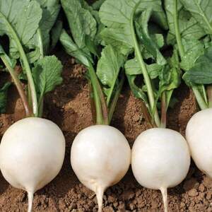 Редис Вайтелла F1 (фр. 3-3,2) 10 000 семян. (Hazera) Редис Вайтелла F1 (фр. 3-3,2) 10 000 семян. (Hazera)