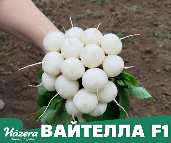 Редис Вайтелла F1 (фр. 3-3,2) 10 000 семян. (Hazera) Редис Вайтелла F1 (фр. 3-3,2) 10 000 семян. (Hazera)