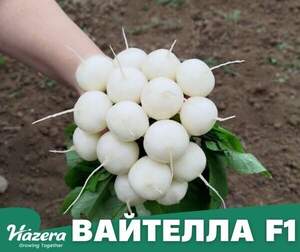 Редис Вайтелла F1 (фр. 3-3,2) 10 000 семян. (Hazera) Редис Вайтелла F1 (фр. 3-3,2) 10 000 семян. (Hazera)