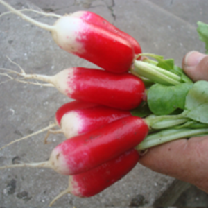 Редис Экспо F1 25 000 семян.  (Hazera) Редис Экспо F1 25 000 семян.  (Hazera)