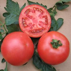 Помидоры ОП-1 F1 1000 семян.  (Hazera)