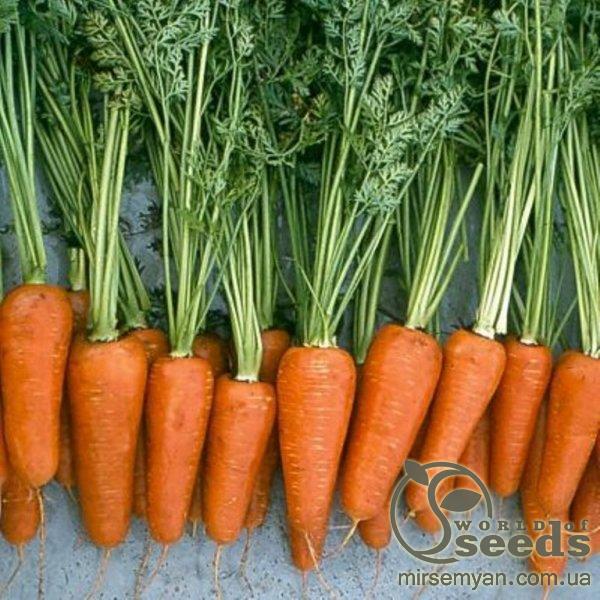 Морковь Шантане Ред Коред 0,5 кг. (Hazera) Морковь Шантане Ред Коред 0,5 кг. (Hazera)