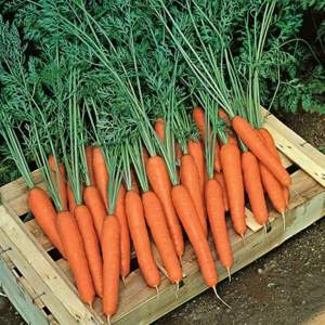 Морковь Престо F1 (1.8-2.0) 25 000н Hazera