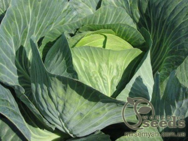 Капуста Лион  F1 2500 семян. (Hazera) Капуста Лион  F1 2500 семян. (Hazera)