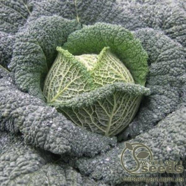 Капуста савойская Турмалин F1 2500 семян. (Hazera) Капуста савойская Турмалин F1 2500 семян. (Hazera)