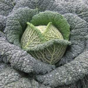 Капуста савойская Турмалин F1 2500 семян. (Hazera) Капуста савойская Турмалин F1 2500 семян. (Hazera)