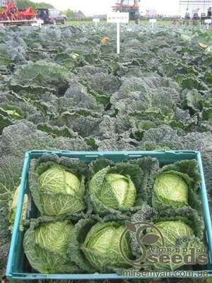 Капуста савойская Спинель F1. (Hazera) Капуста савойская Спинель F1. (Hazera)