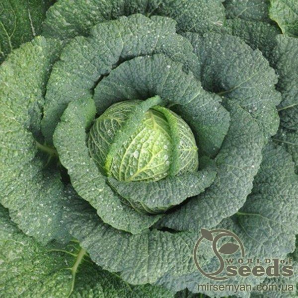Капуста савойская Спинель F1. (Hazera) Капуста савойская Спинель F1. (Hazera)