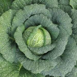 Капуста савойская Спинель F1.    (Hazera)