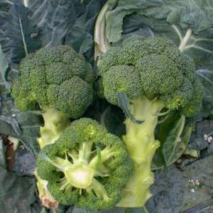 Капуста савойская NiZ 18-161 F1.    (Hazera)