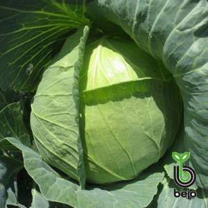 Капуста Экспект F1, 2500 семян. (Bejo) Капуста Экспект F1, 2500 семян. (Bejo)