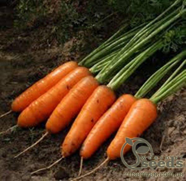 Морковь Каскад F1 (1,6-1,8мм) 100 000 семян. (Bejo) Морковь Каскад F1 (1,6-1,8мм) 100 000 семян. (Bejo)