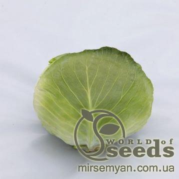 Капуста Саксесор F1 2500 семян. (Syngenta) Капуста Саксесор F1 2500 семян. (Syngenta)