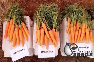 Морковь Лагуна F1 (1,8-2,0мм) 25 000 семян. (Nunhems) Морковь Лагуна F1 (1,8-2,0мм) 25 000 семян. (Nunhems)