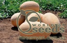 Дыня Раймонд F1 1000 семян. (Hazera) Дыня Раймонд F1 1000 семян. (Hazera)