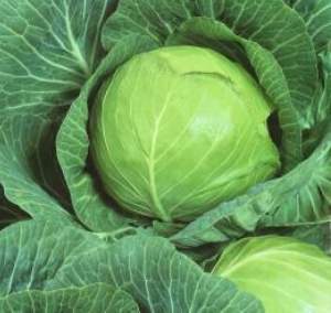 Капуста Магнус F1 20 семян. А Капуста Магнус F1 20 семян. А