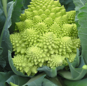 Капуста цветная (романеска) Вердоне F1 20 семян. А