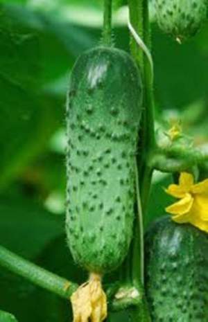 Огурец Кантара F1 10 семян. А  (Rijk Zwaan)