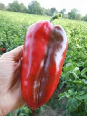 Перец Слоновое Ухо 20 cемян. Superior    А