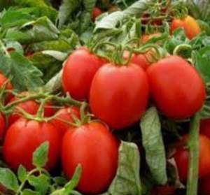 Помидоры Рио Гранде 50 семян. А Помидоры Рио Гранде 50 семян. А