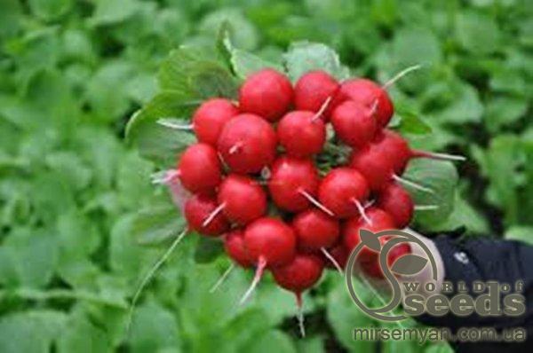 Редис Диего F1 3г A Редис Диего F1 3г A