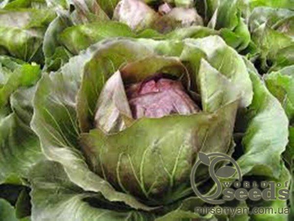 Цикорий салатный Леонардо 10 семян. А Цикорий салатный Леонардо 10 семян. А